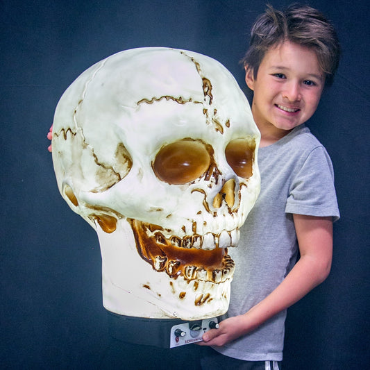 Giant Skull Animatronic Lamp Prop 20-Inch-Tall Heavy Duty Polyresin Halloween Decoration SCREAMIUM
