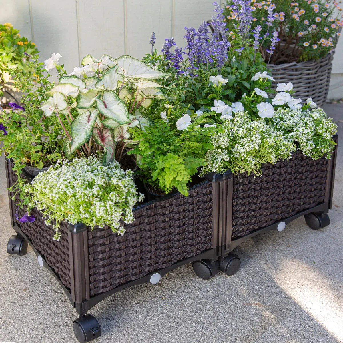 Barton 2 Pieces Rolling Garden Bed Brown Plastic w/Self-Watering Design Outdoor - Get it from Bo