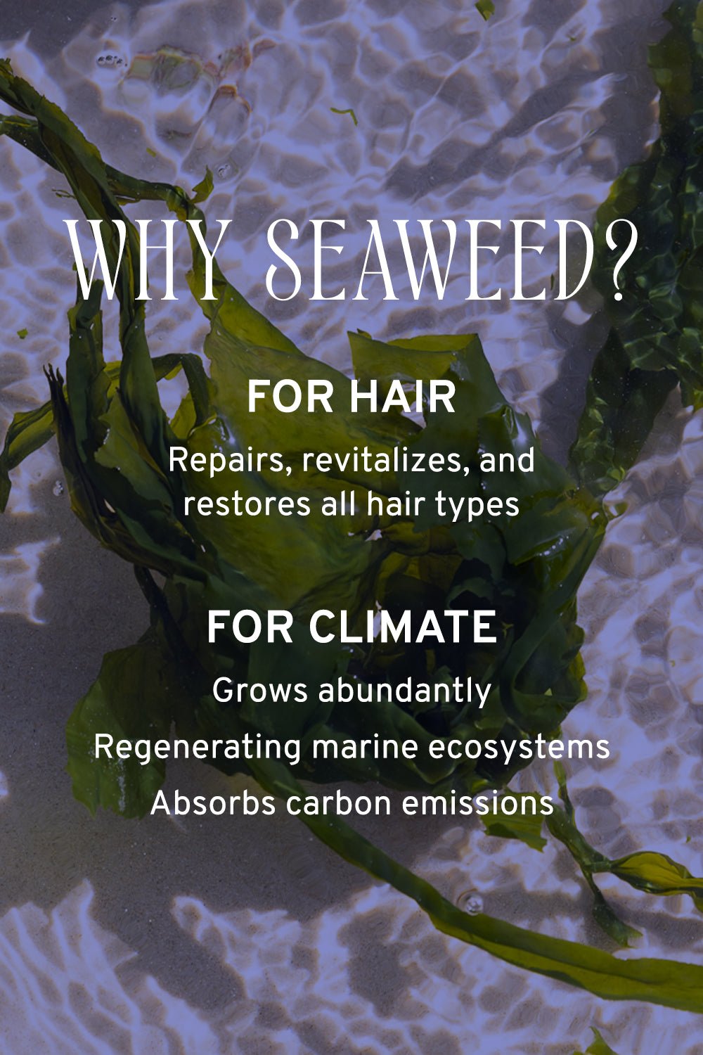 Hair & Scalp Serum | Hydration & Shine Captain Blankenship