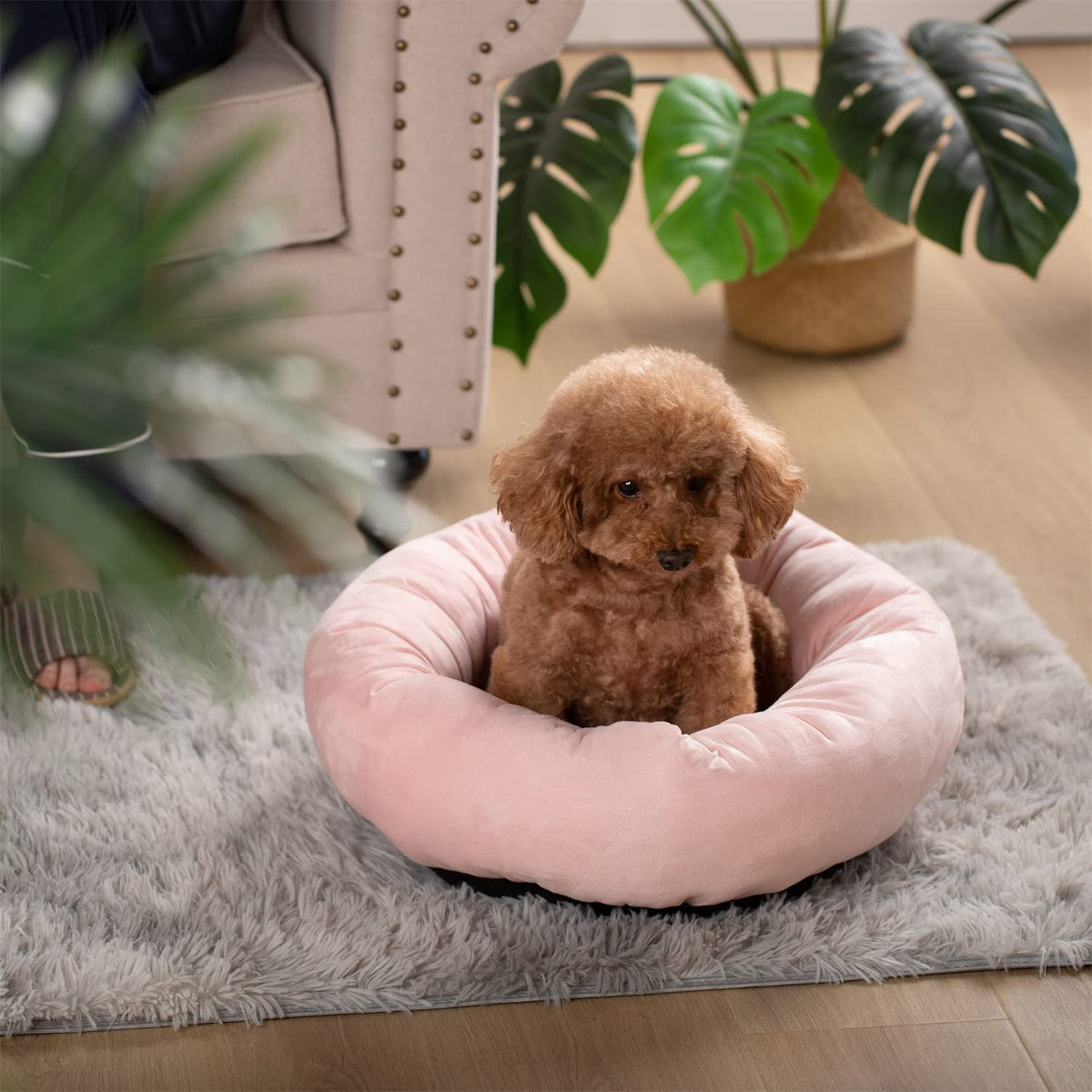 Kasentex Soft Dog Bed - Cozy Pet Bed Cushion - Get it from Bo